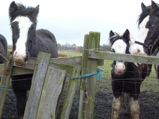 3 horses in pasture